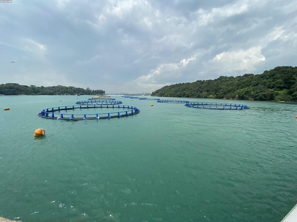 ប្រភេទត្រី និង សន្លឹកពាណិជ្ជកម្ម: ដំណឹងថ្មីៗ និង ការវិភាគ