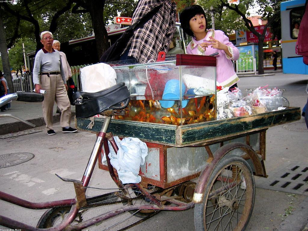 ប្រភេទត្រី និង ដំណោះស្រាយពាណិជ្ជកម្ម